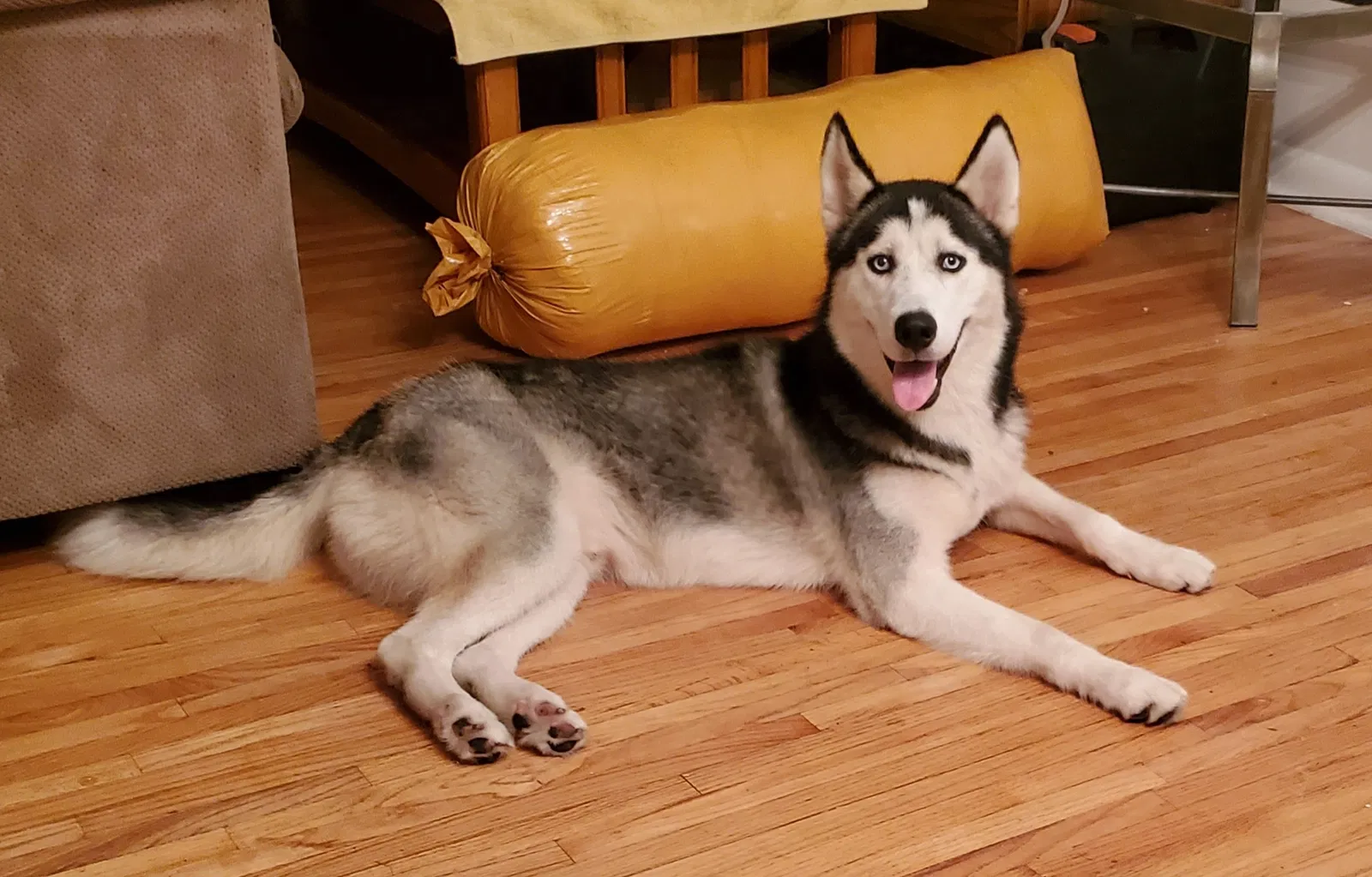 Lost dog in Jacksonville, FL, 32221