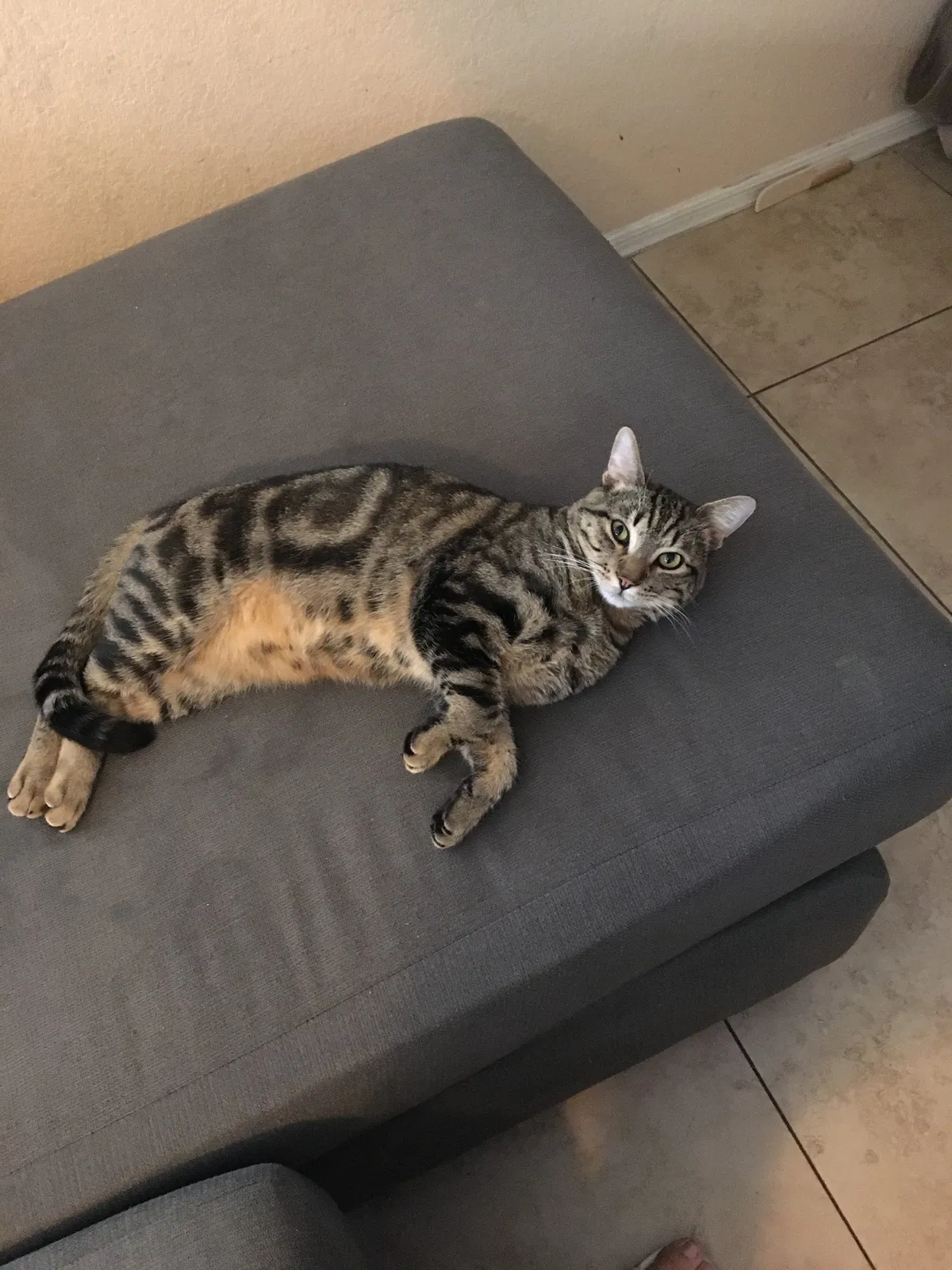 Lost cat in Mesa, AZ, 85208