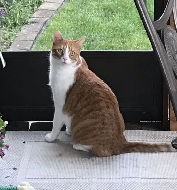 Lost cat in Columbus, OH, 43215