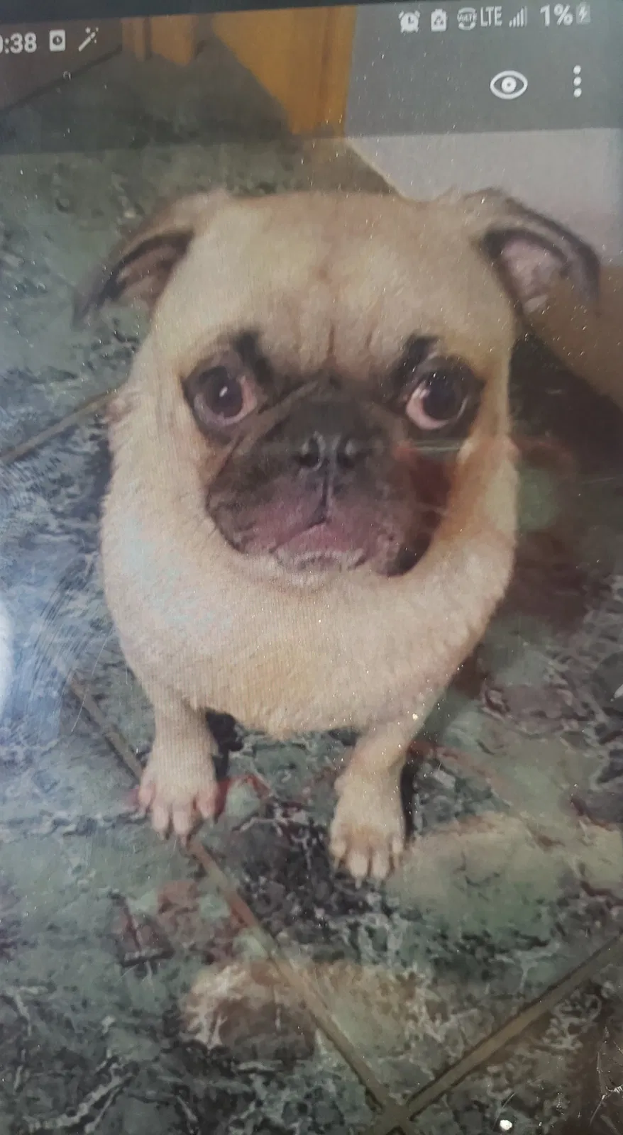 Lost dog in Mission, TX, 78574