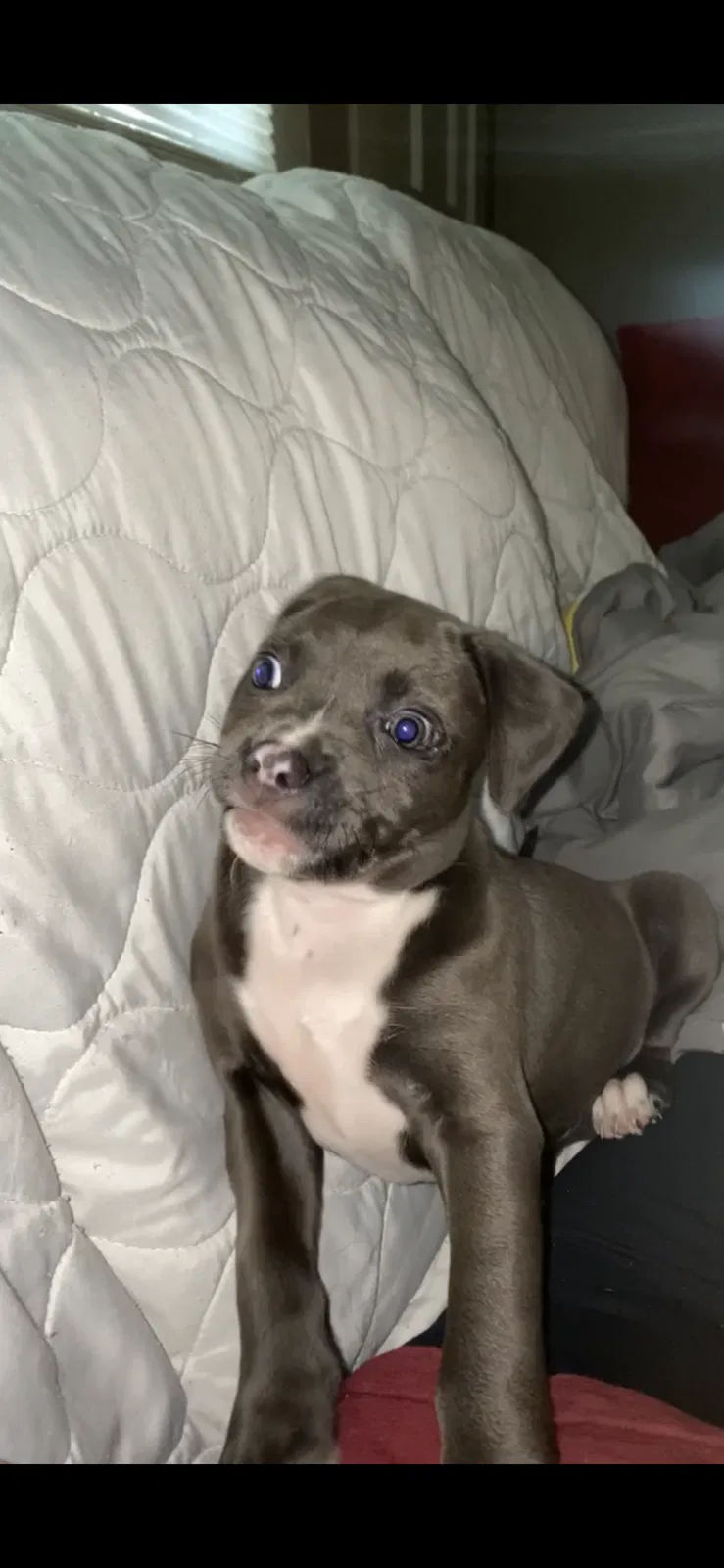 Lost dog in Oakdale, LA, 71463