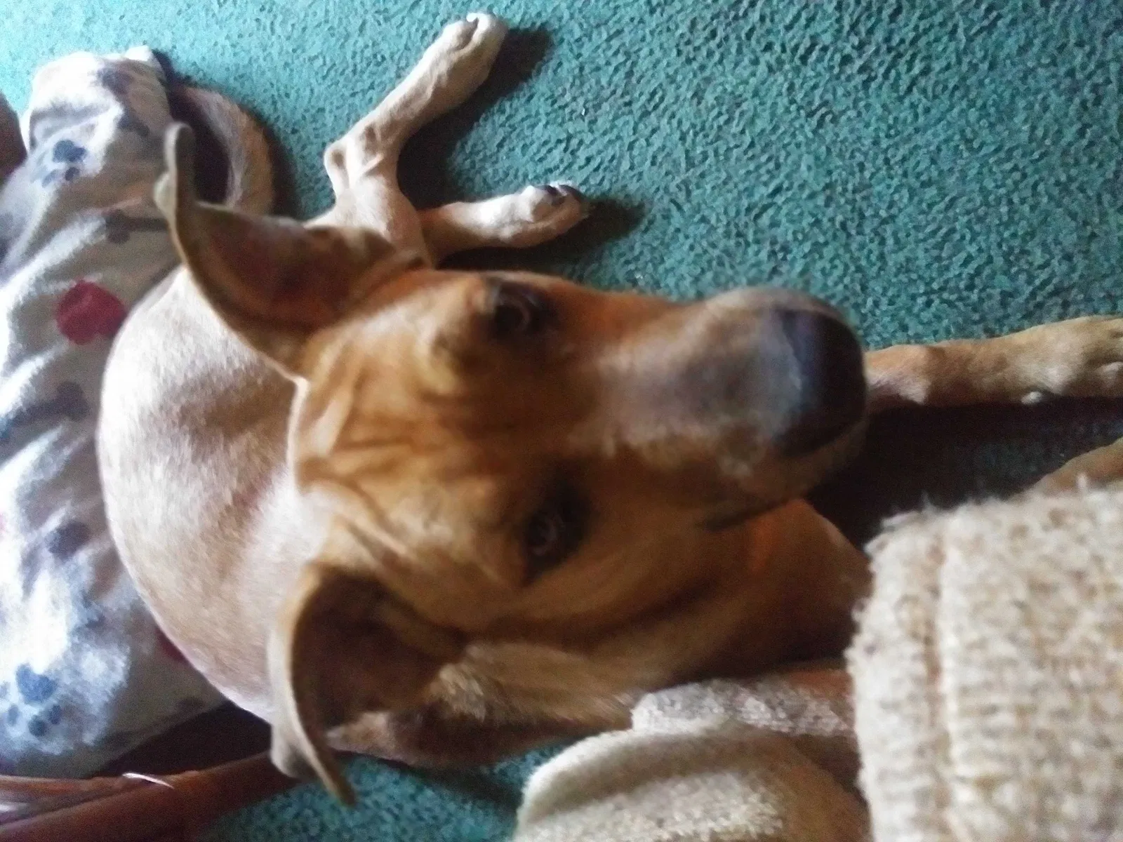 Lost dog in Wellborn, FL, 32094