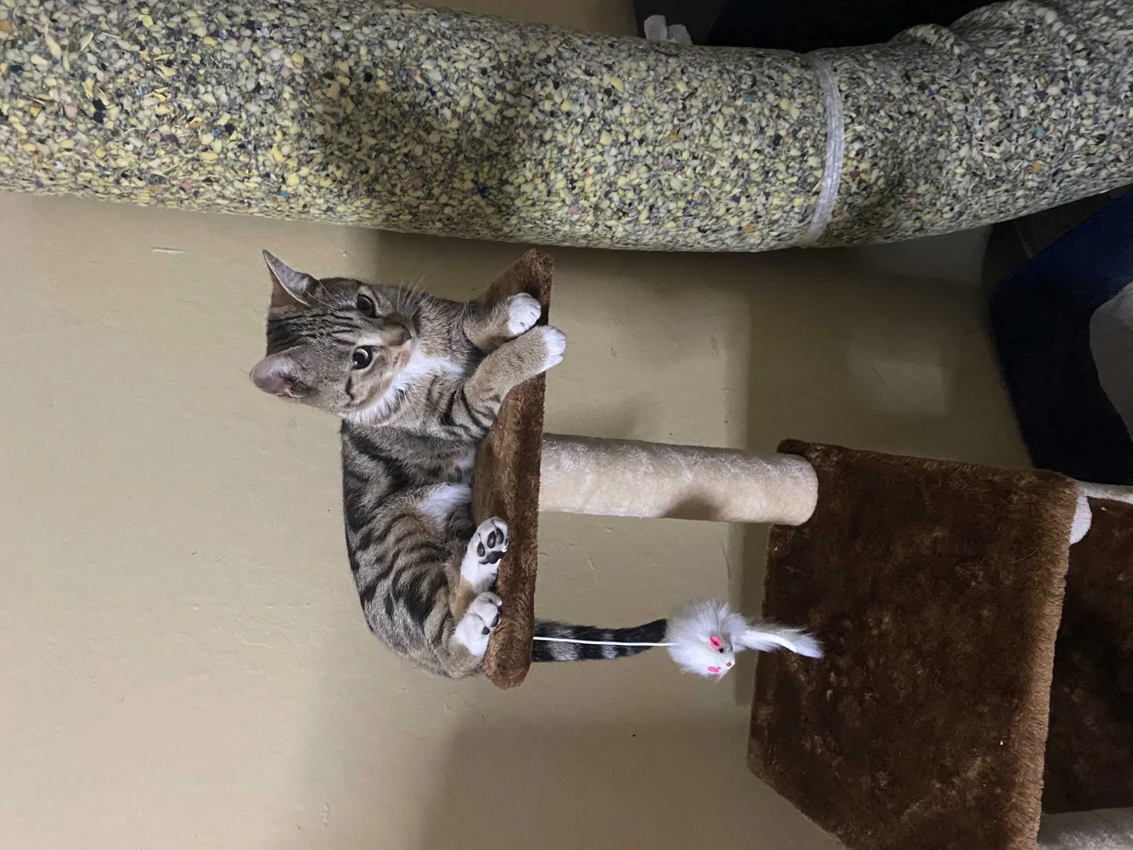 Lost cat in Hayward, CA, 94544