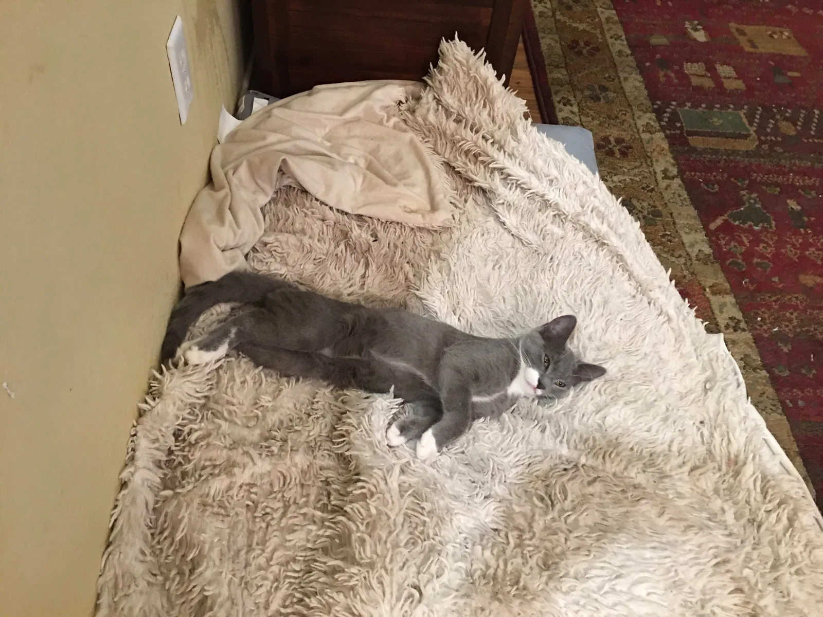 Lost cat in Euless, TX, 76040