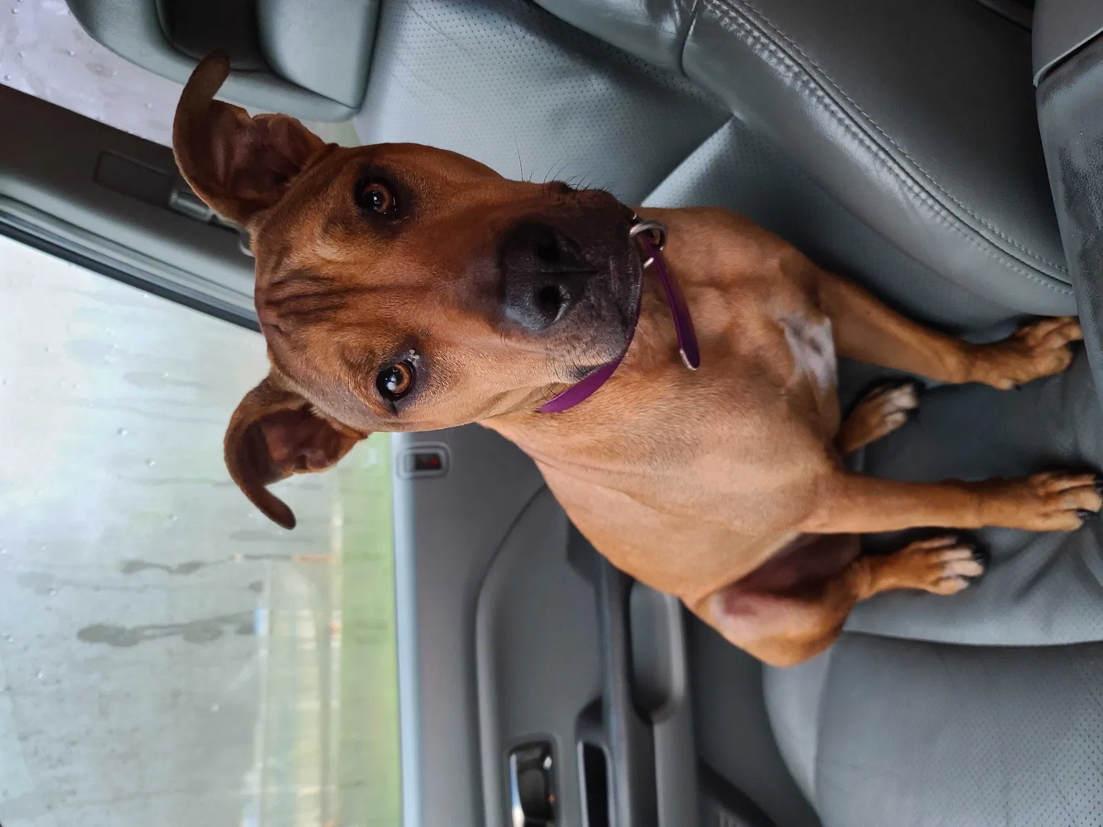 Lost dog in Autryville, NC, 28318