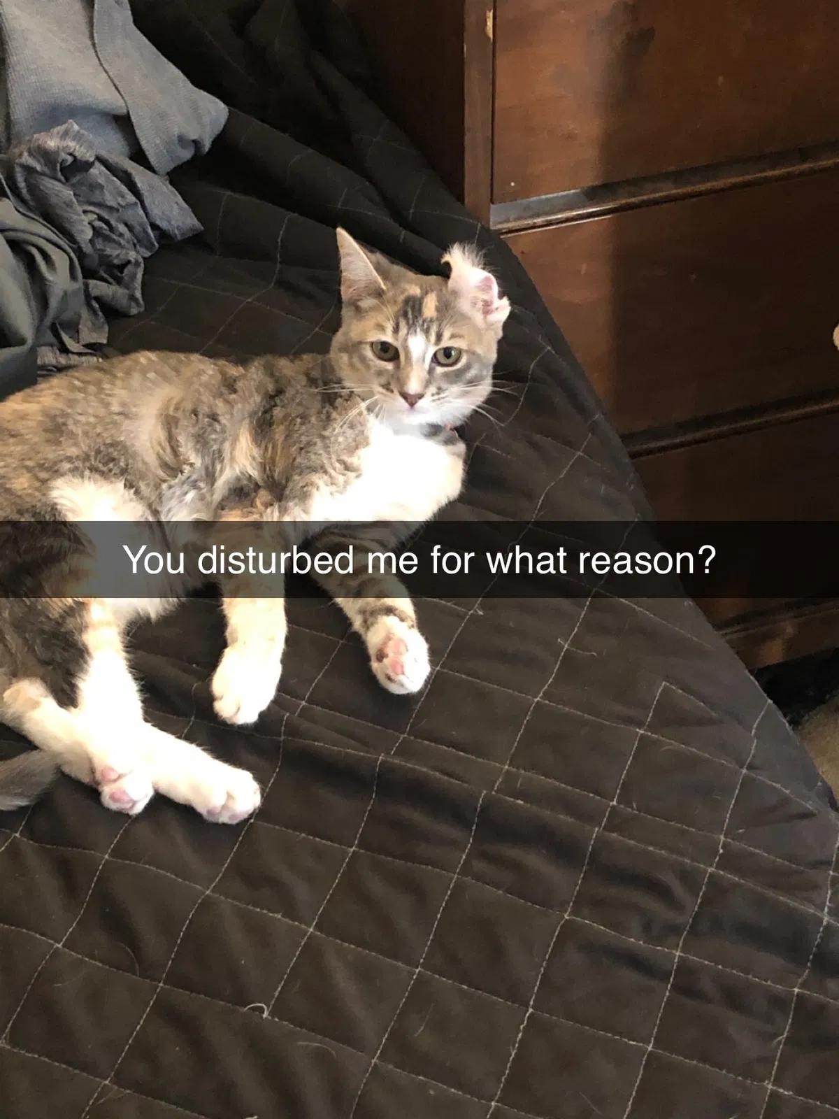 Lost cat in Las Vegas, NV, 89139