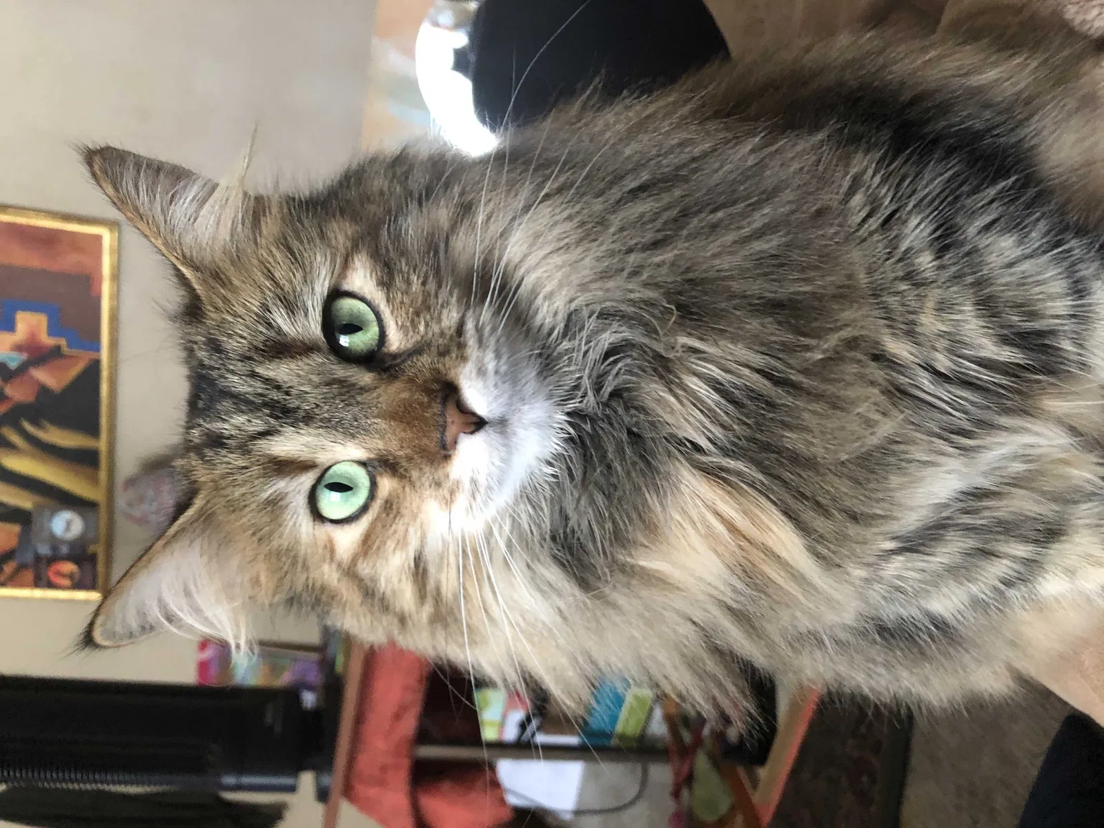 Lost cat in Green Bay, WI, 54301