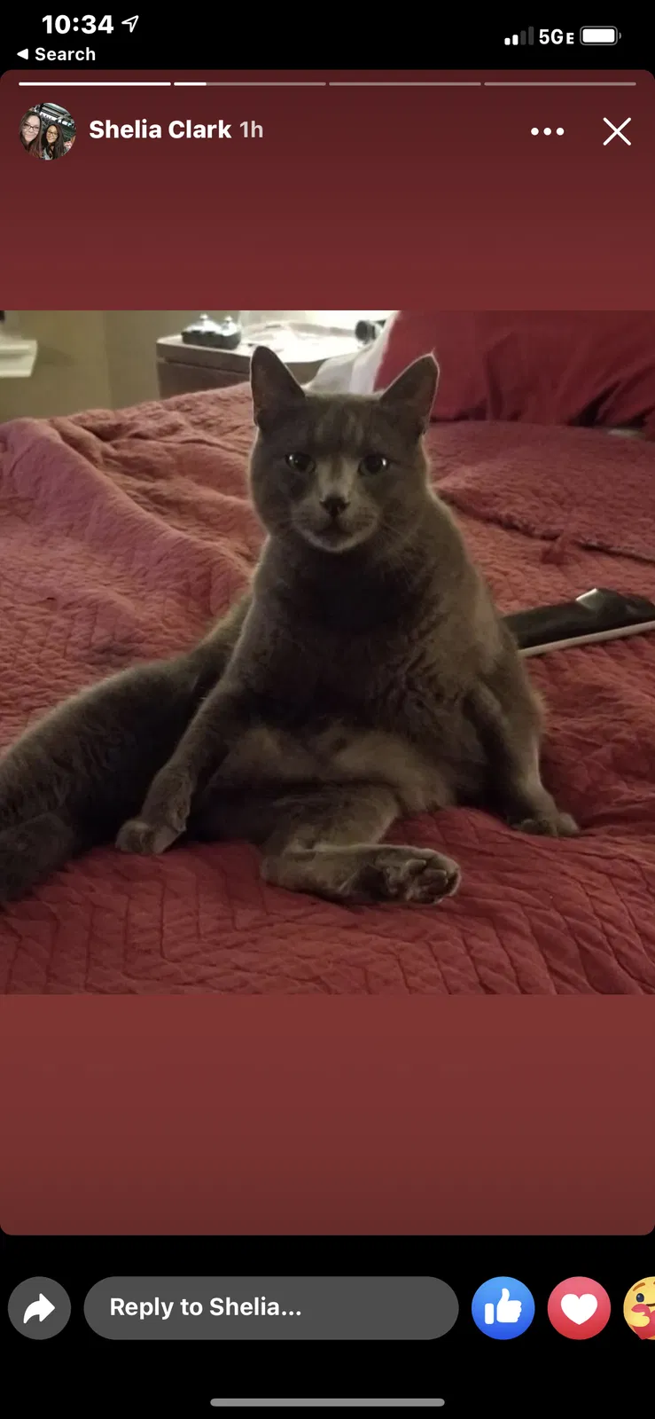 Lost cat in North Richland Hills, TX, 76182
