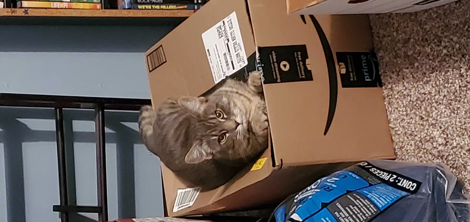 Lost cat in Rosemead, CA, 91770