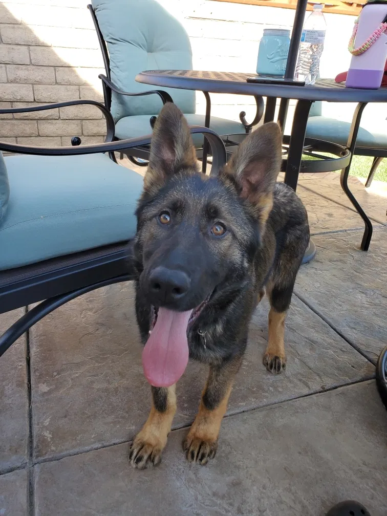 Lost dog in Oxnard, CA, 93036