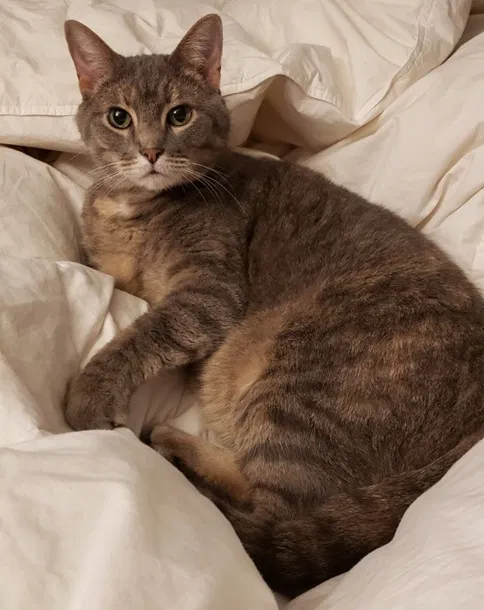 Lost cat in Cincinnati, OH, 45219