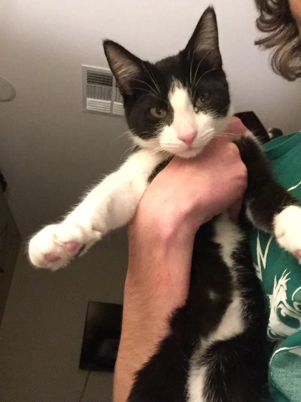 Lost cat in Gilbert, AZ, 85296
