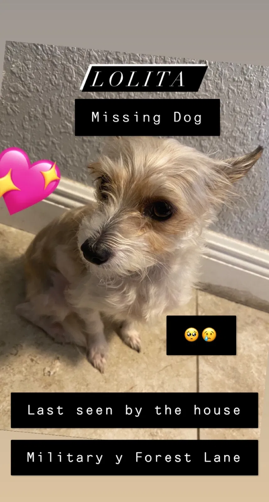 Lost dog in Lake Worth, FL, 33463