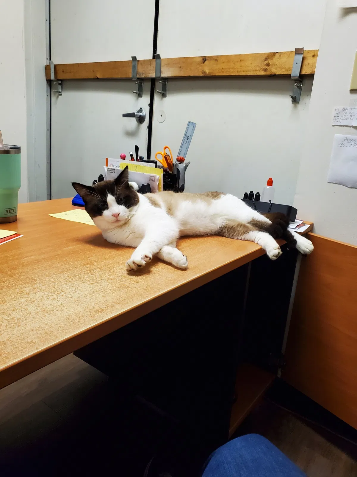 Lost cat in Sophia, NC, 27350