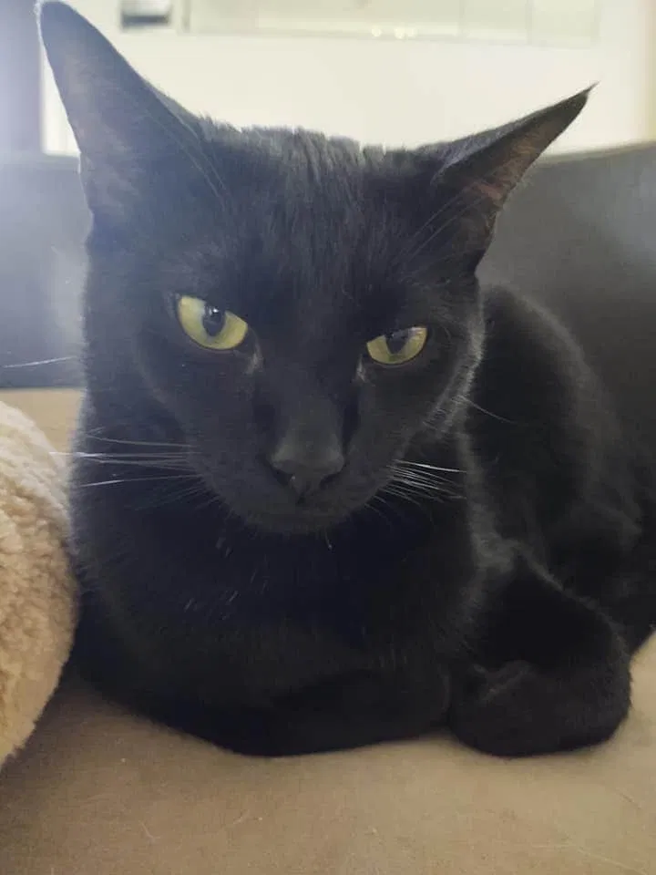 Lost cat in Sarasota, FL, 34232