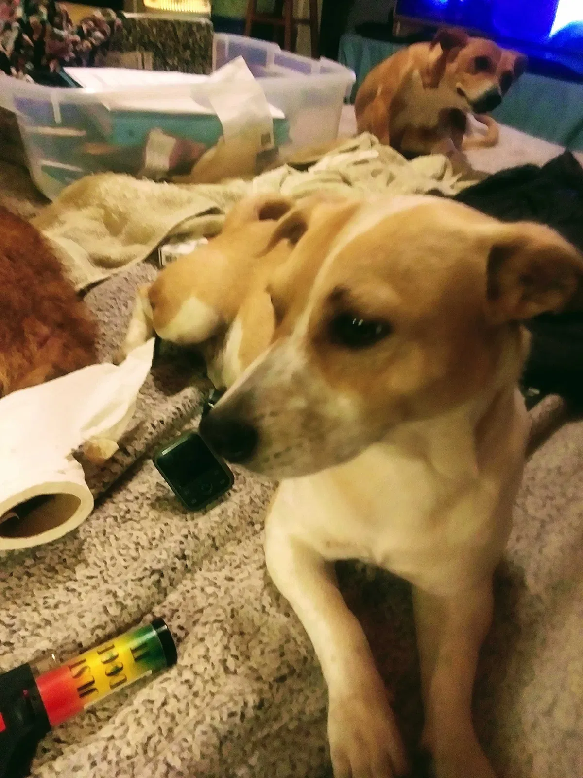 Lost dog in Candler, NC, 28715