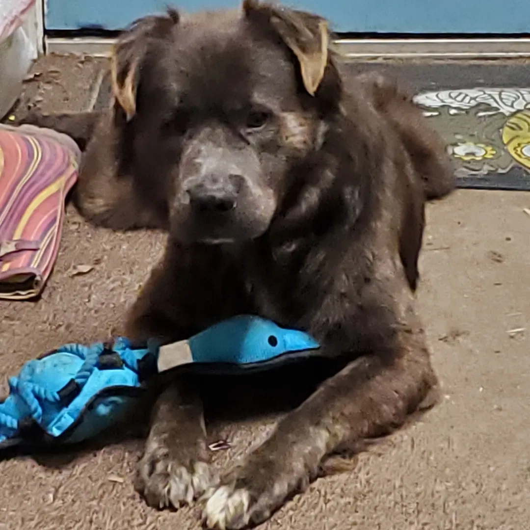 Lost dog in Marion, IN, 46952