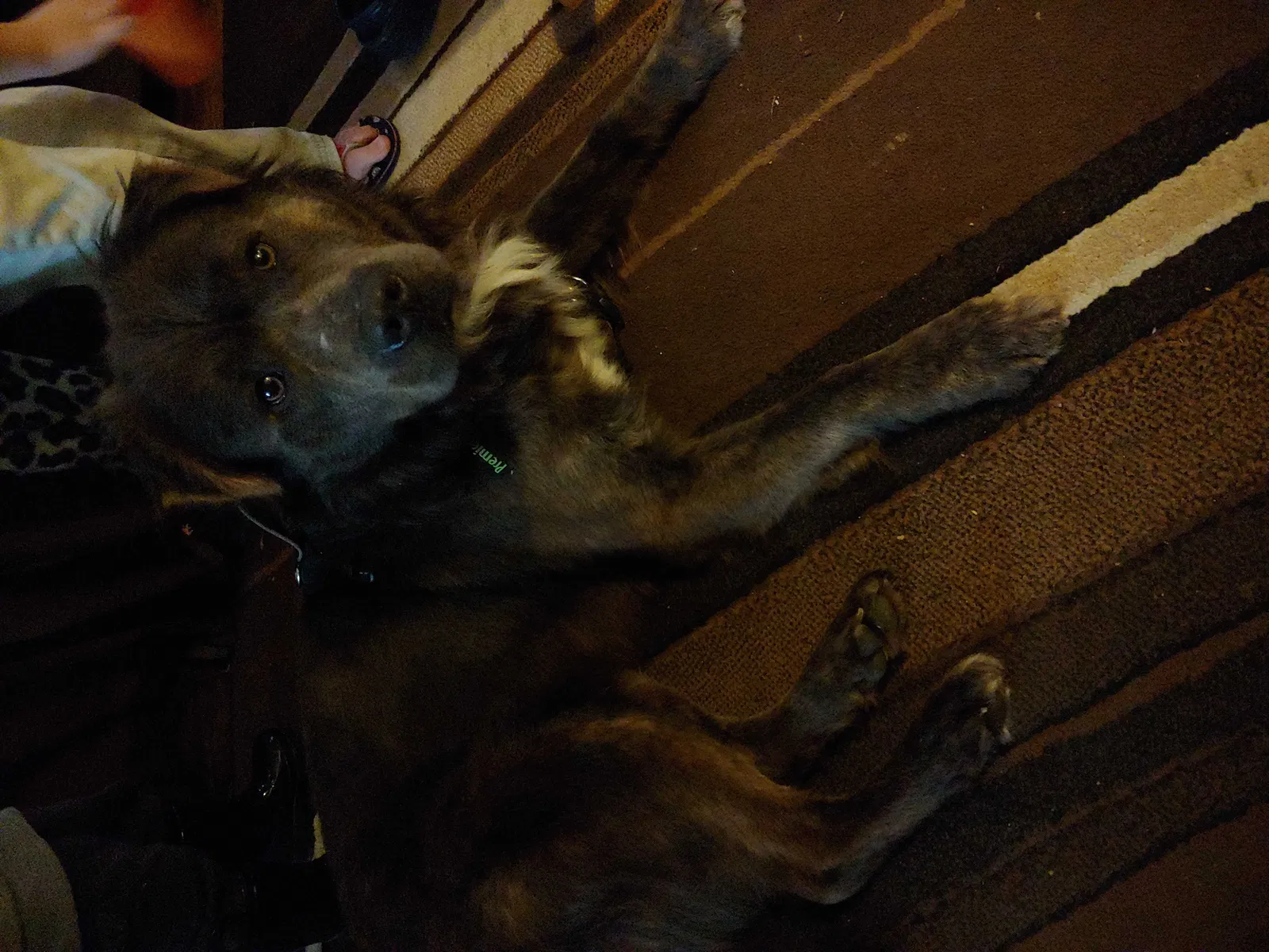 Lost dog in Converse, IN, 46919