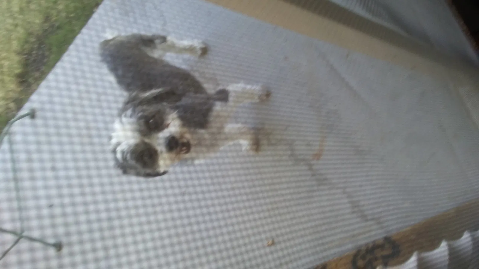 Found dog in El Paso, TX, 79936