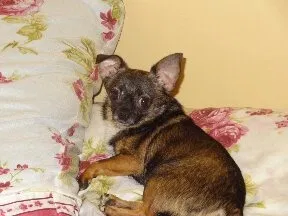 Lost dog in Chicago, IL, 60636