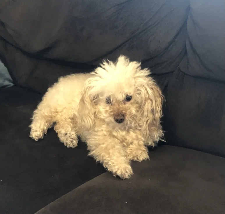 Lost dog in Wheelersburg, OH, 45694