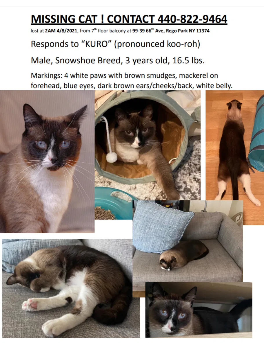 Lost cat in Rego Park, NY, 11374