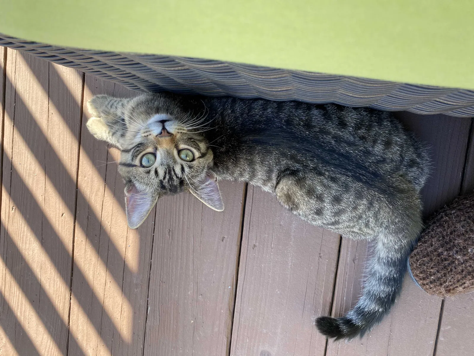 Lost cat in Strongsville, OH, 44149