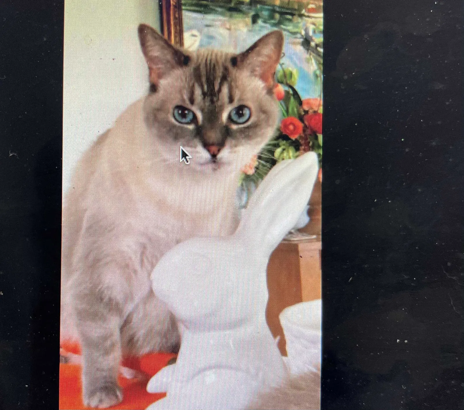 Lost cat in Haslett, MI, 48840
