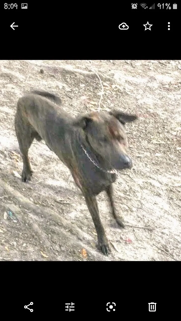 Lost dog in Summerville, SC, 29485