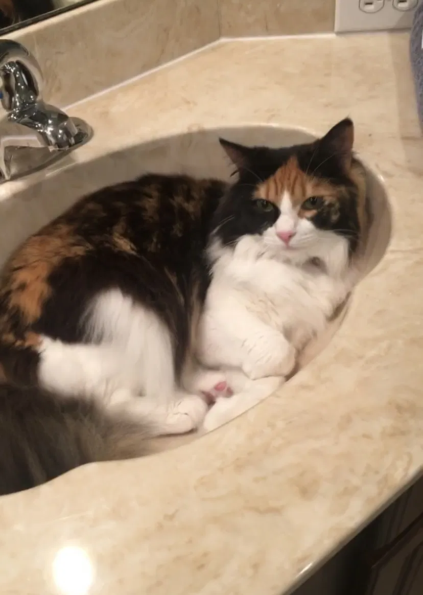 Lost cat in Wesley Chapel, FL, 33543