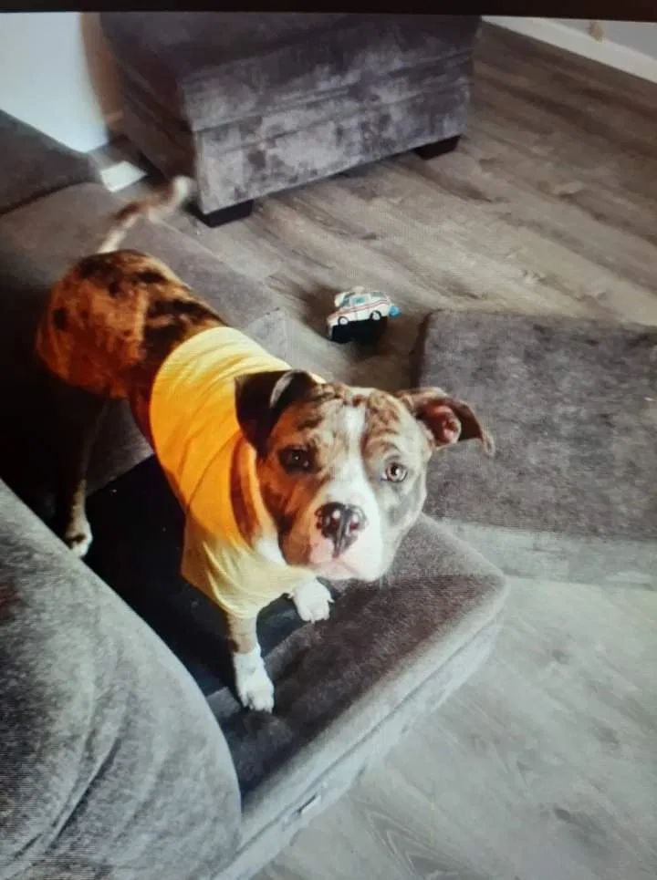 Lost dog in Vancouver, WA, 98662