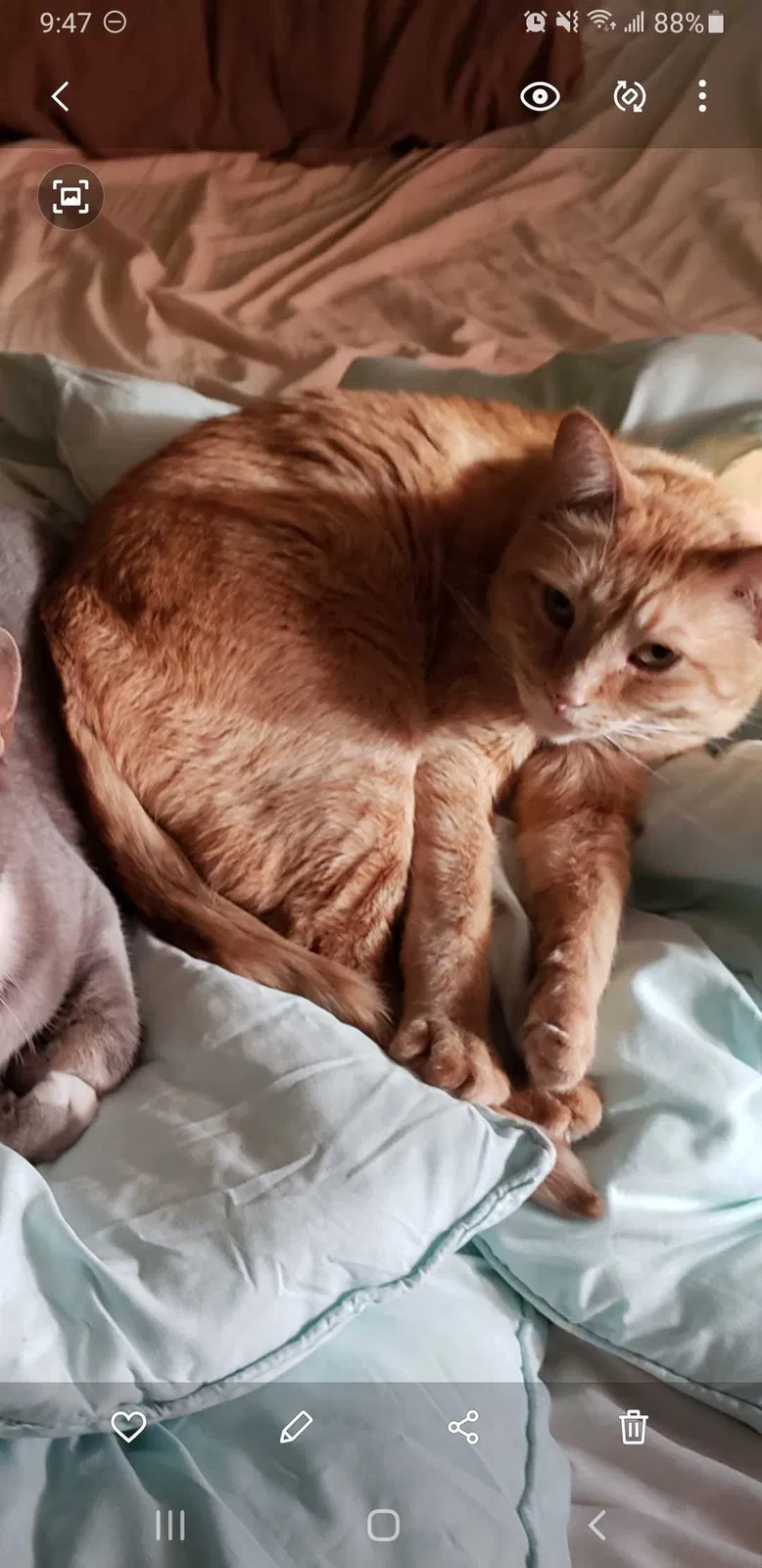 Lost cat in Harrisburg, PA, 17113