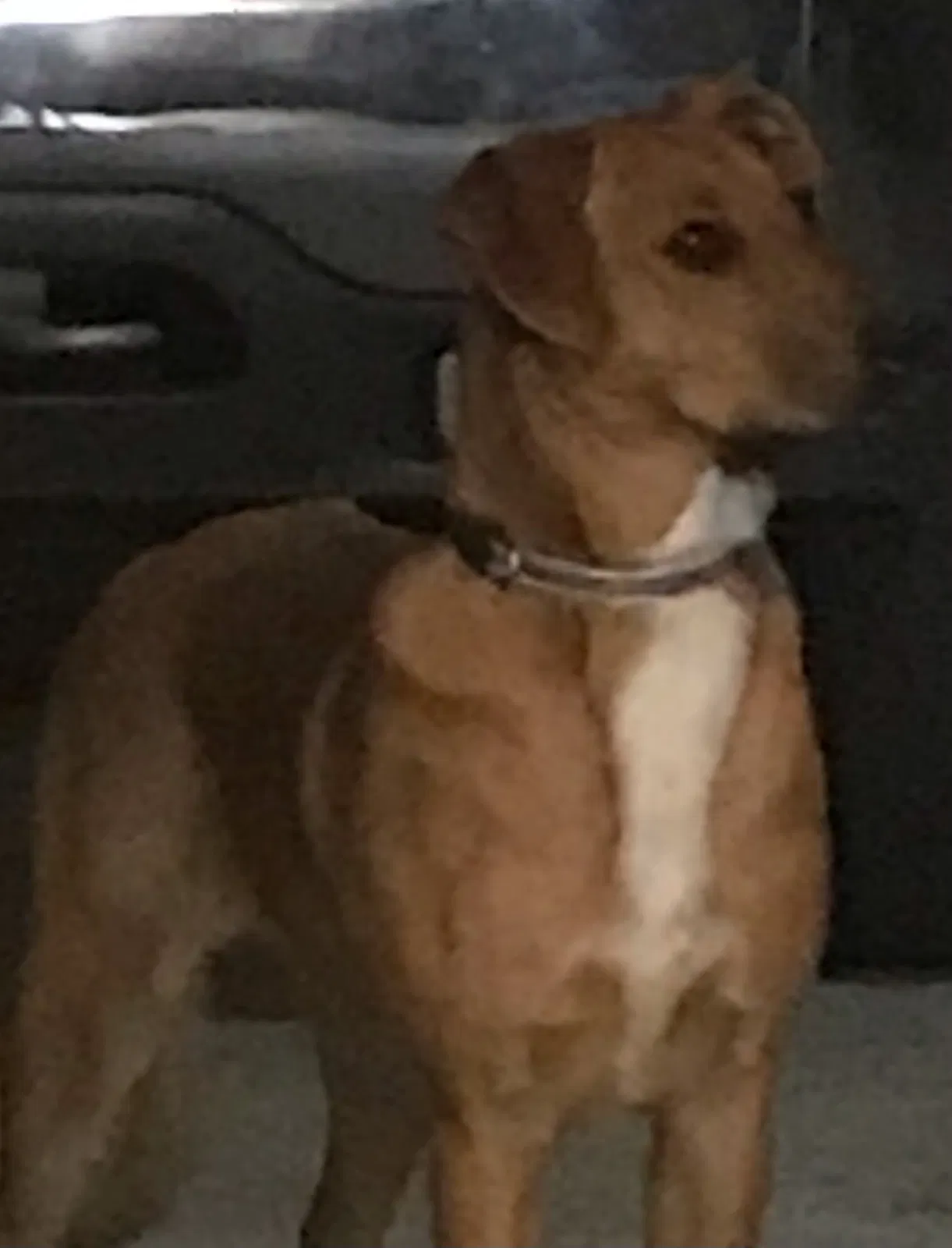 Found Dog