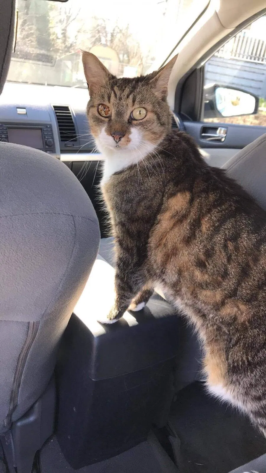 Lost cat in Baltimore, MD, 21206