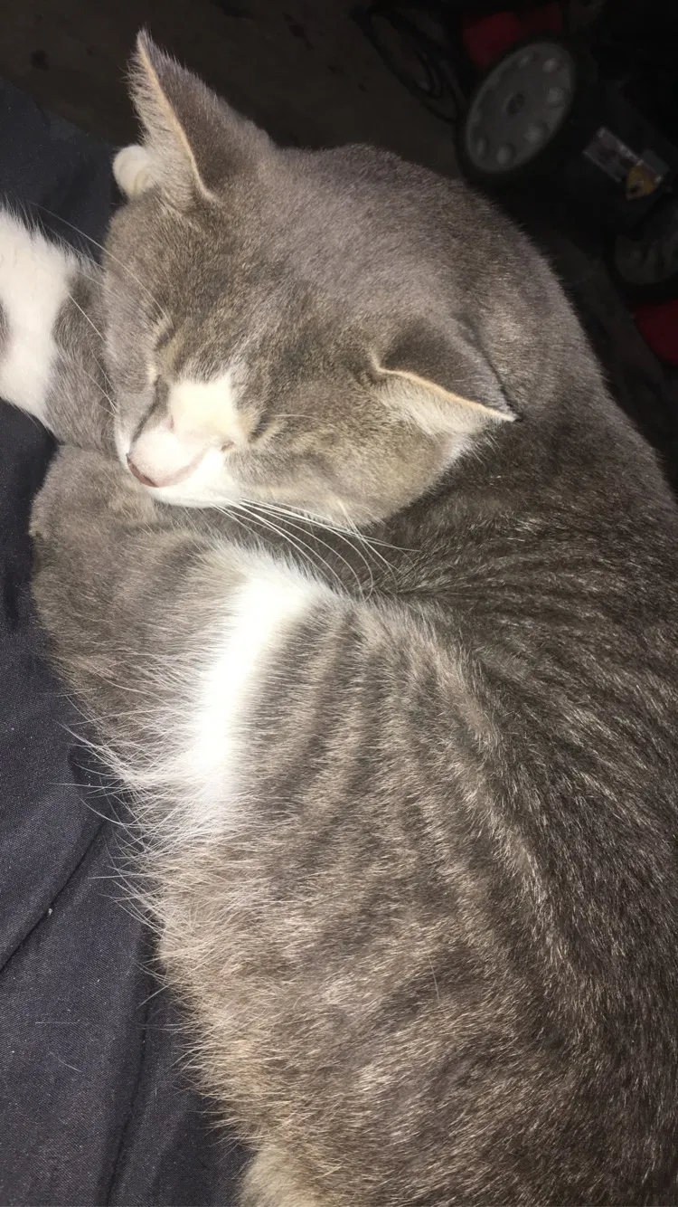 Lost cat in Dayton, OH, 45414