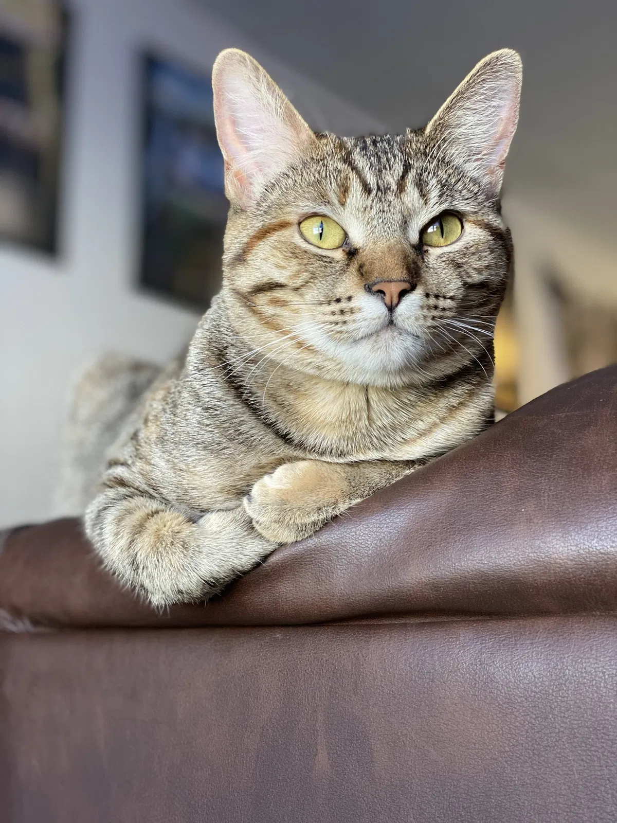 Lost cat in North Freedom, WI, 53951