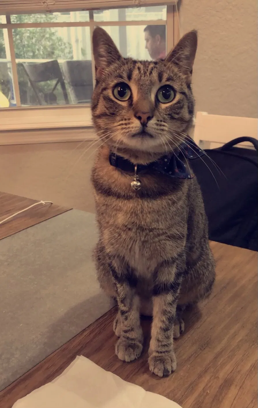 Lost cat in Lakeland, FL, 33813