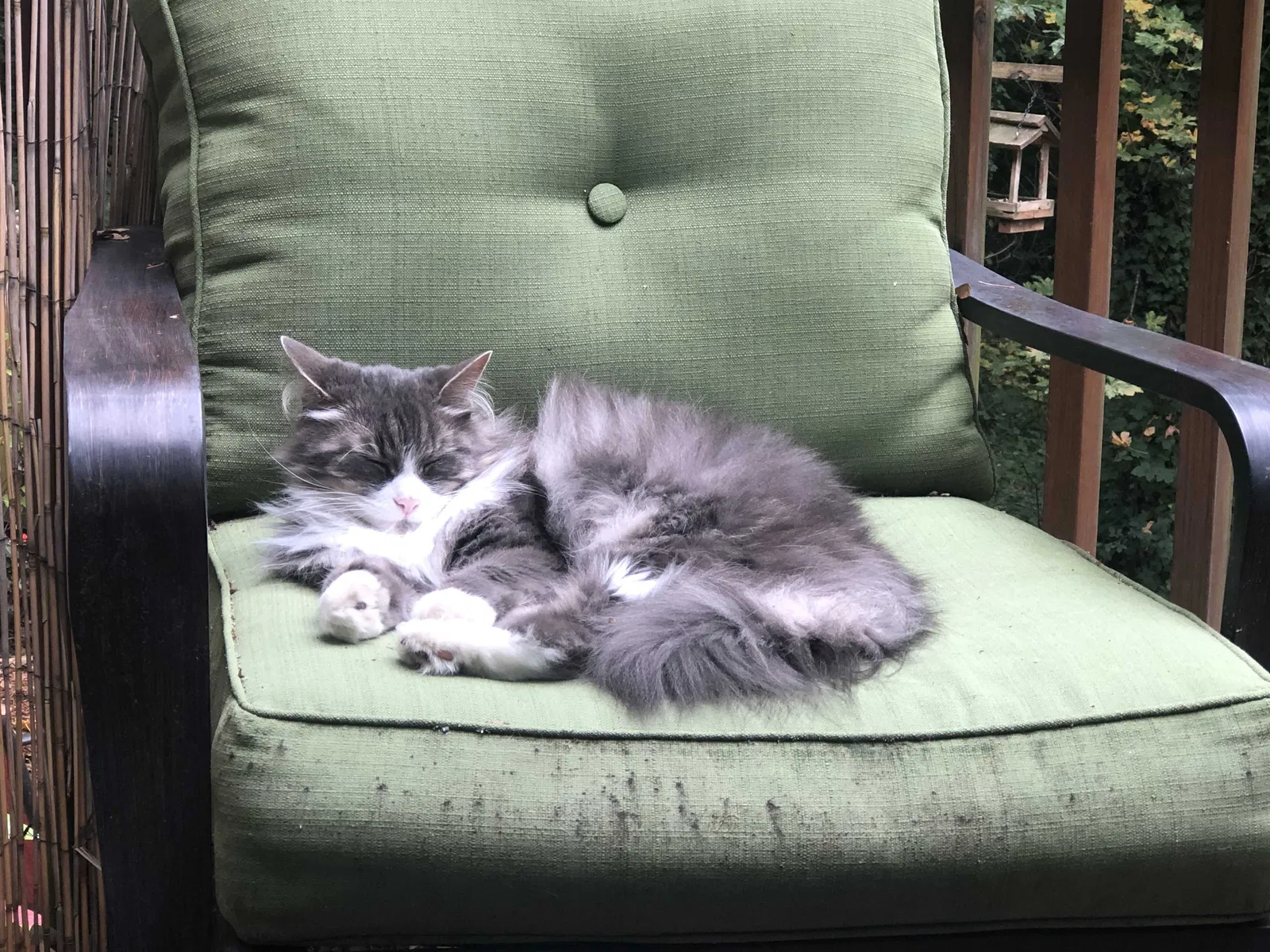 Lost cat in Portland, OR, 97239