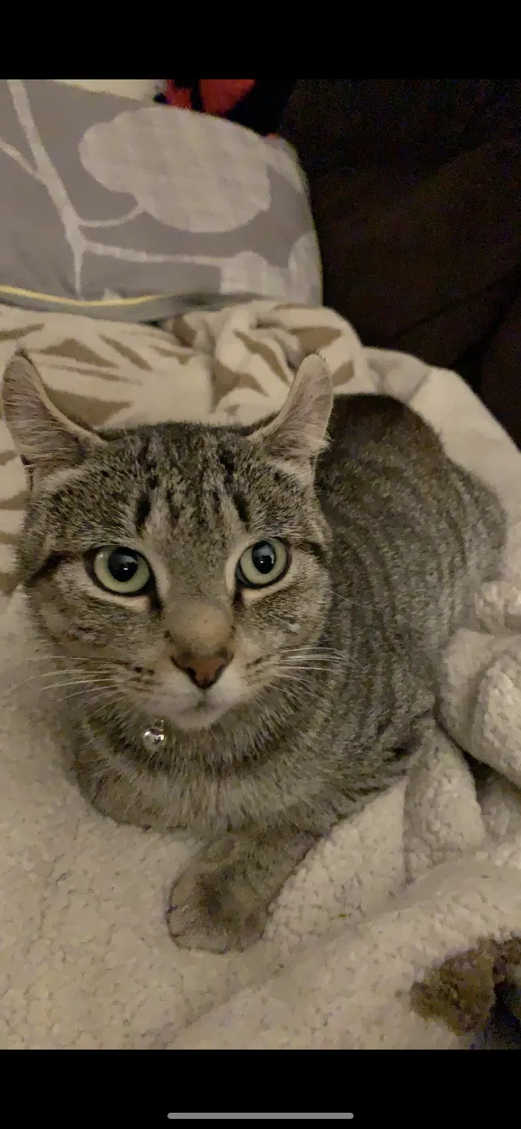 Lost cat in Bowie, MD, 20716