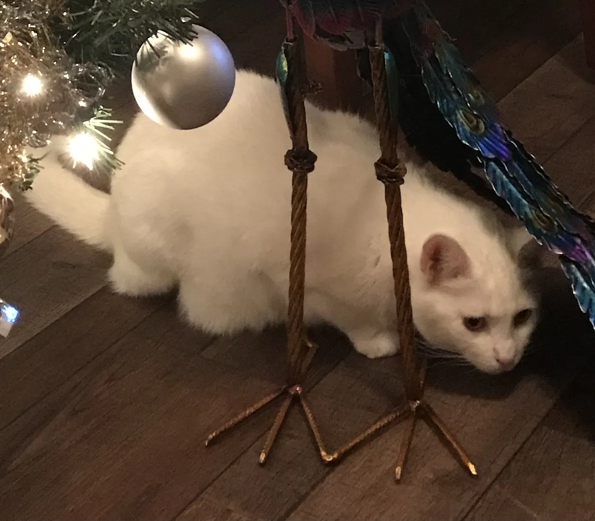 Lost cat in Melbourne, FL, 32940
