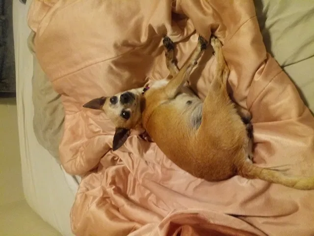 Lost dog in Albuquerque, NM, 87102