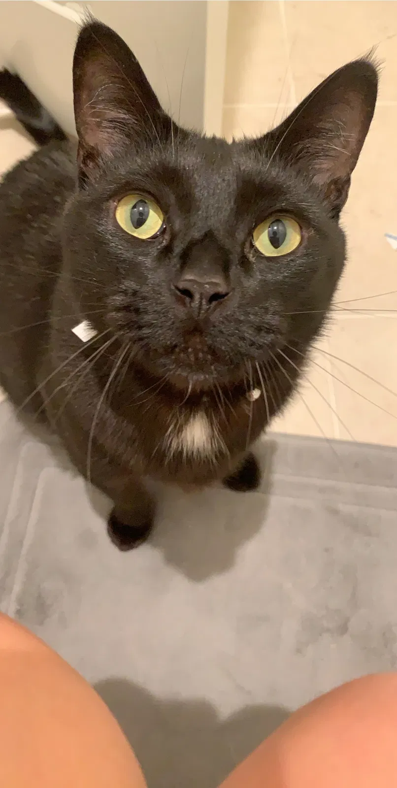 Lost cat in Mission Viejo, CA, 92691