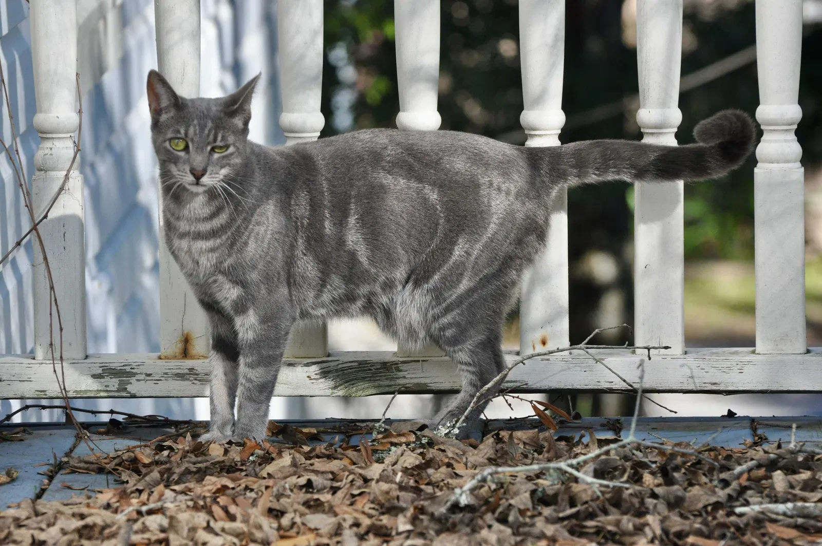 Lost cat in Jersey City, NJ, 7302