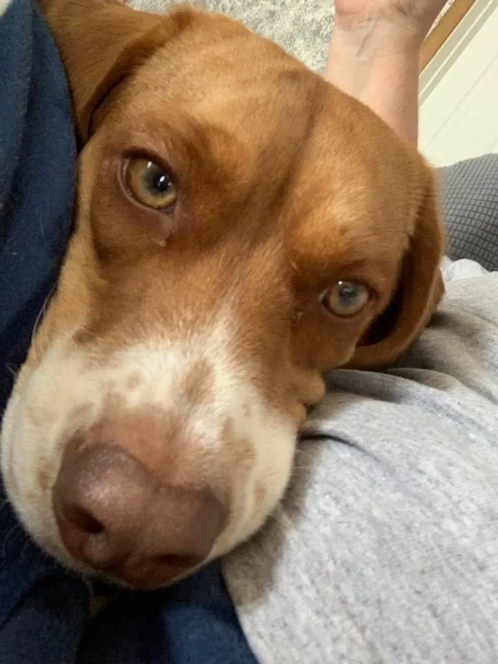 Lost dog in Roanoke, IN, 46783