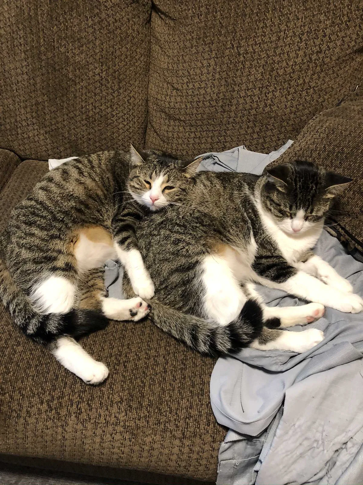 Lost cat in Eads, TN, 38028