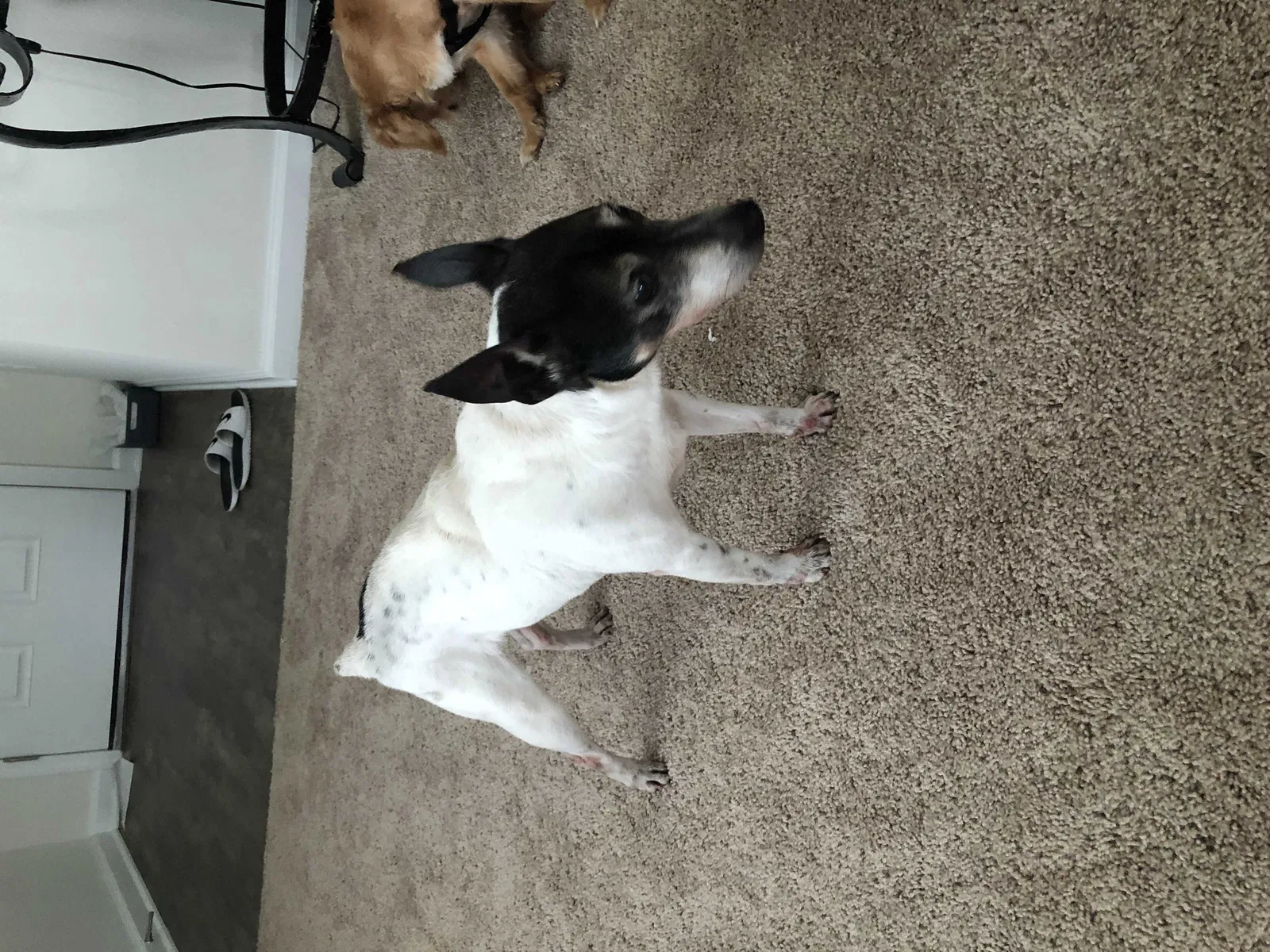 Found dog in Deltona, FL, 32738