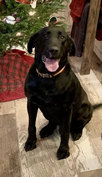 Lost dog in Greenwell Springs, LA, 70739
