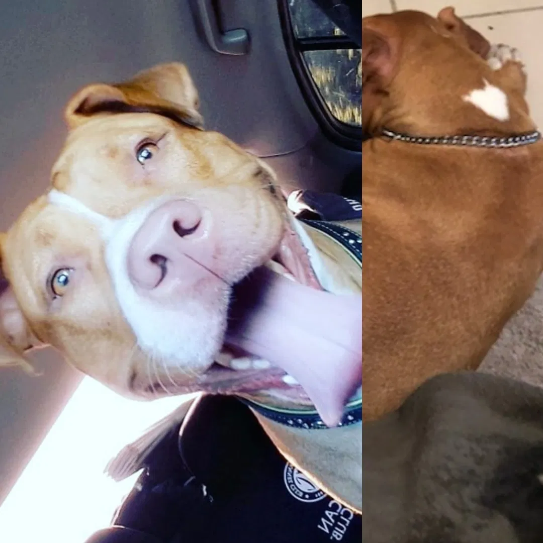 Lost dog in Unknown, GA, 330067