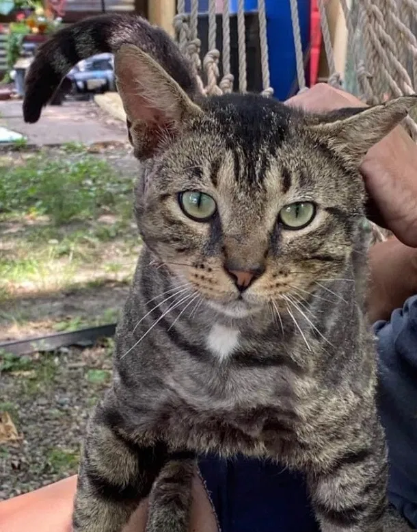 Lost cat in Mount Prospect, IL, 60056