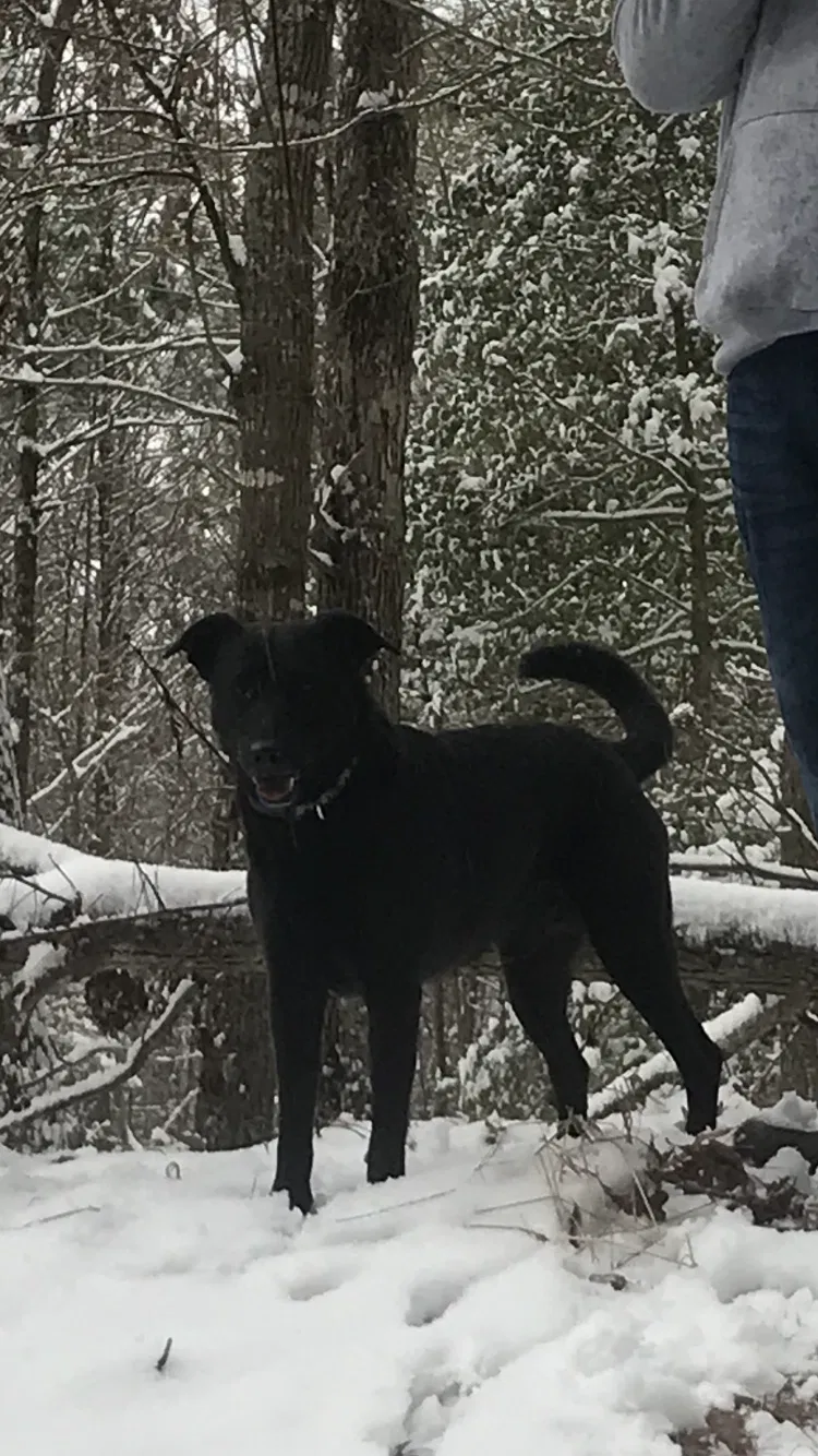 Lost dog in Church Road, VA, 23833